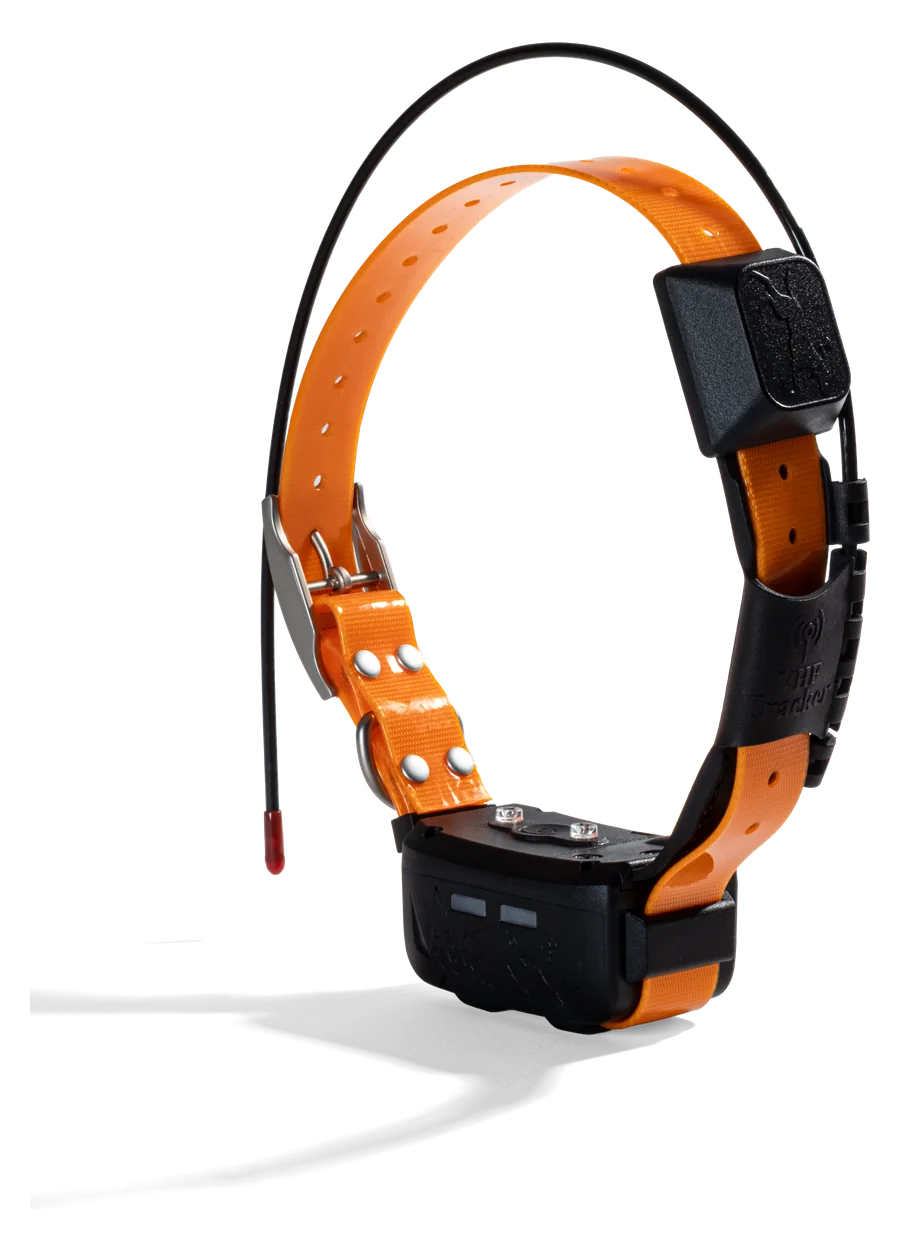 LOCIT GPS-Halsband: orangefarbener Riemen mit Metallschnalle, schwarzes Sendemodul mit Antenne, freigestellt