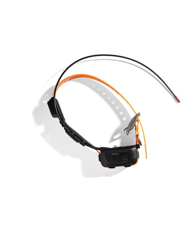 Das komplette LOCIT Halsband von oben mit Antenne und Metallschnalle