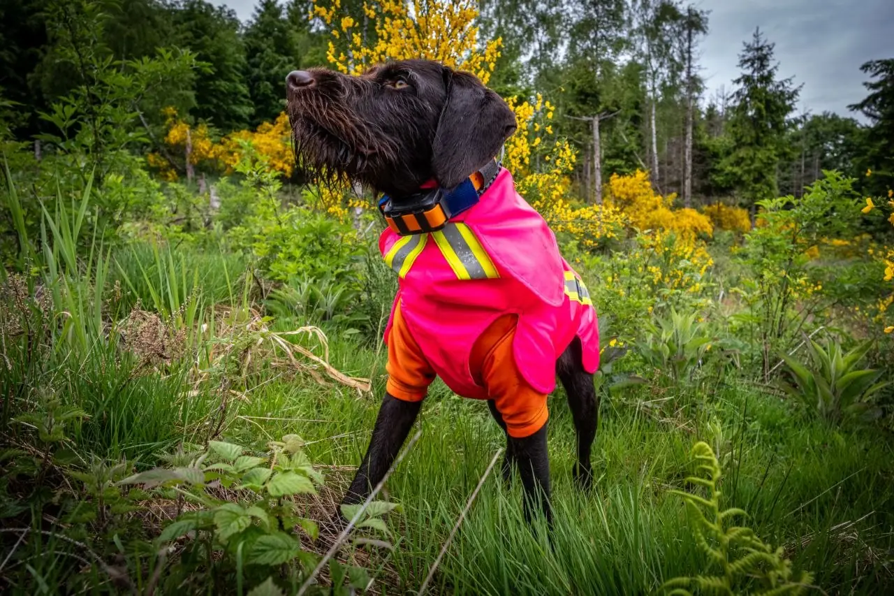 Hund mit Signalweste im Unterholz