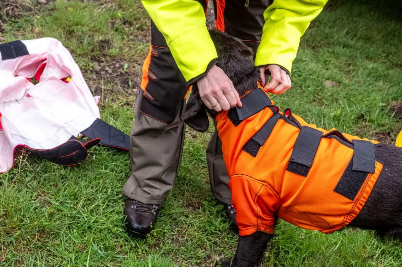 Stichschutzweste Hund anlegen